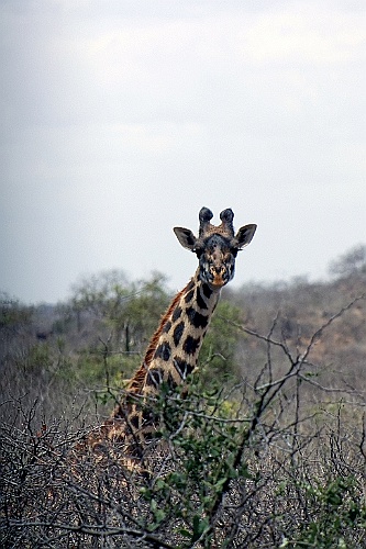 Kenia (24)